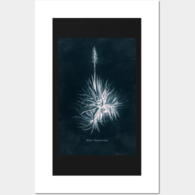 Cyanotype - Aloe Socotrina Wall Art by PixelHunter